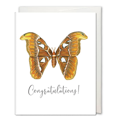 Atlas Moth Greeting Card - Congratulations