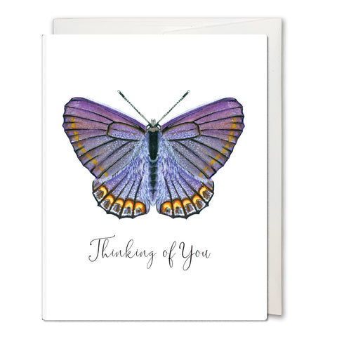 Karner Blue Butterfly Greeting Card- Thinking of You