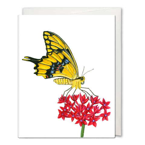 Swallowtail Butterfly Notecard
