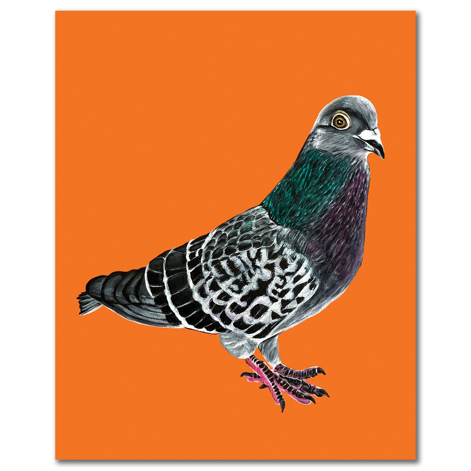 Pigeon Fine Art Print - Pidgy